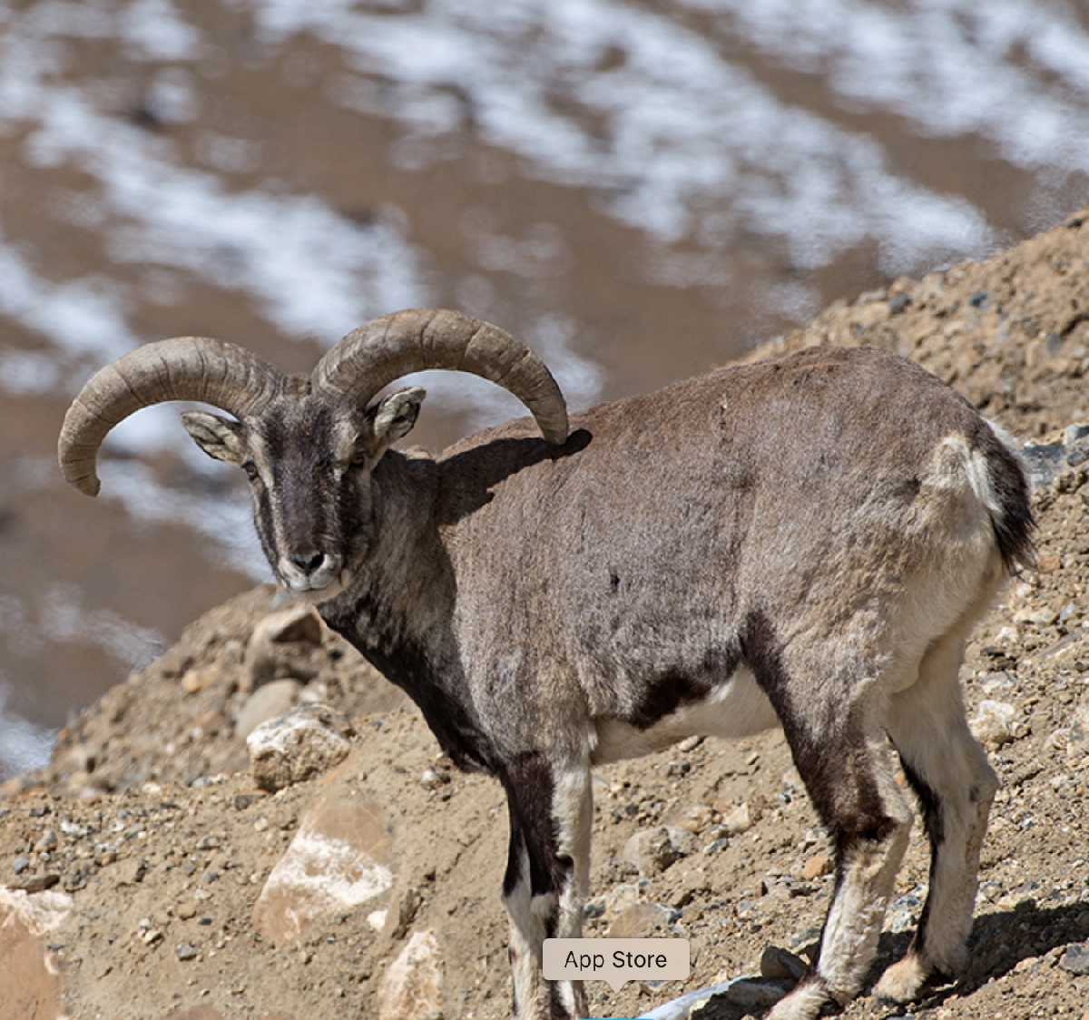 Male Bharal
