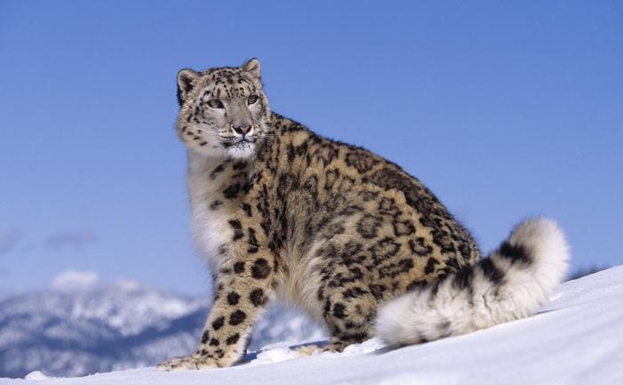 Snow Leopard Trek in Ladakh
